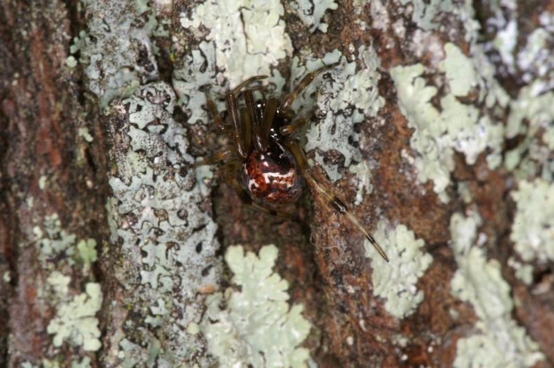 Parasteatoda_decorata_D4066_Z_87_Coochi island_Australie.jpg